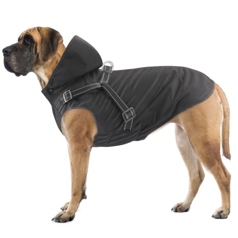 Large dog wearing a black waterproof coat with a harness