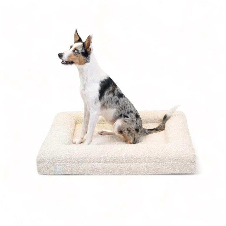 Dog with blue eyes sitting on a cream-colored dog bed