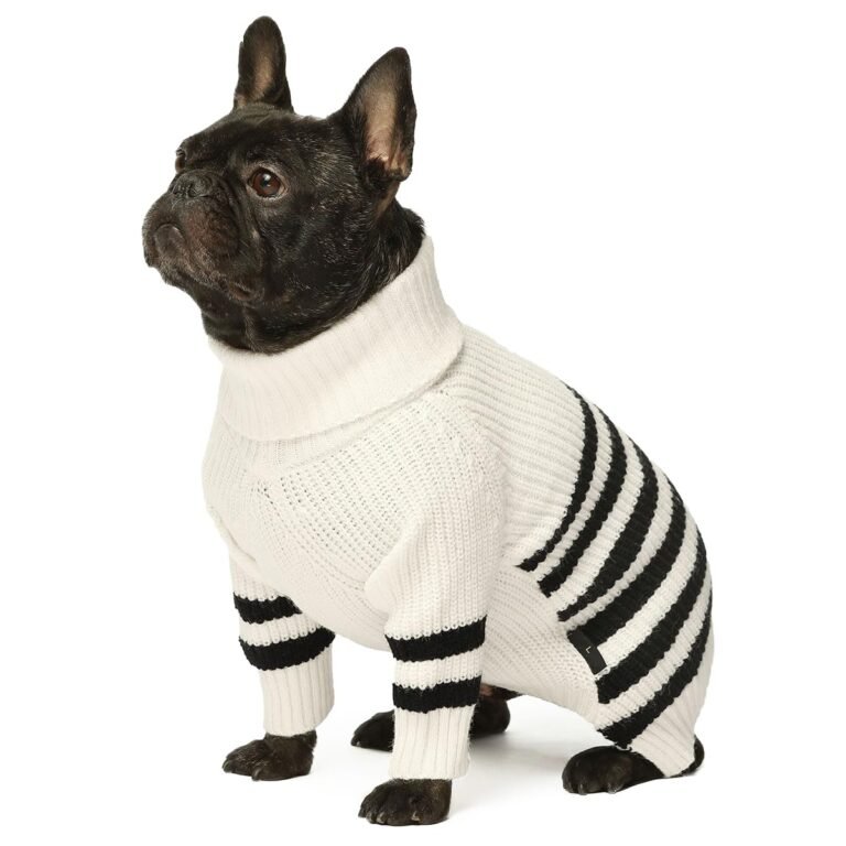Black French bulldog wearing a white sweater with black stripes