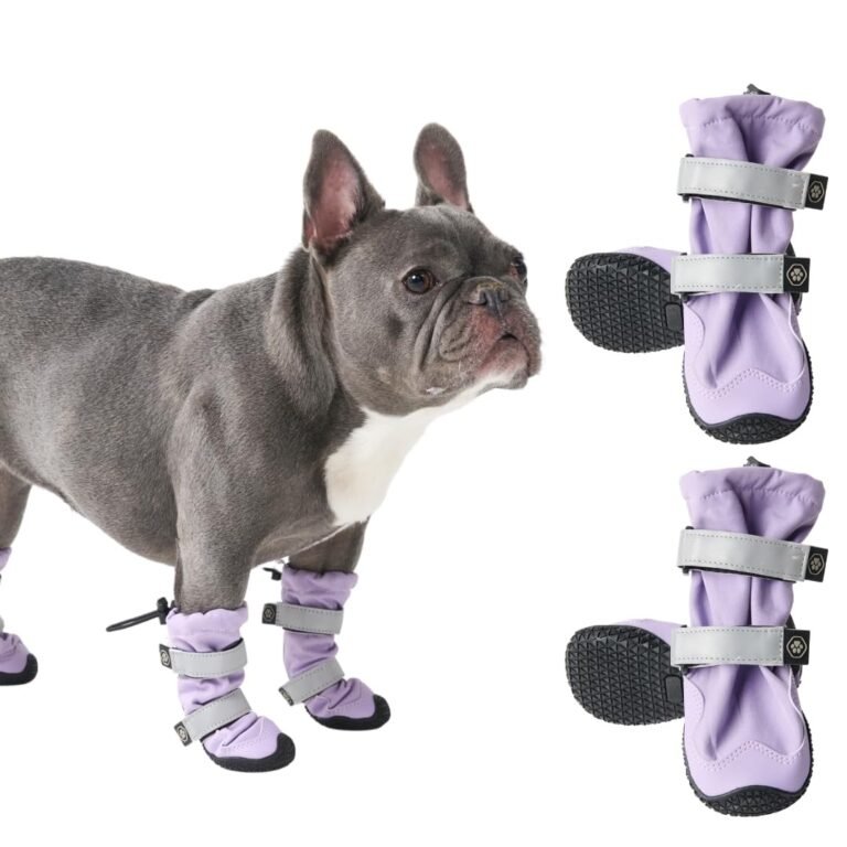 French bulldog wearing purple dog boots, with additional boots displayed