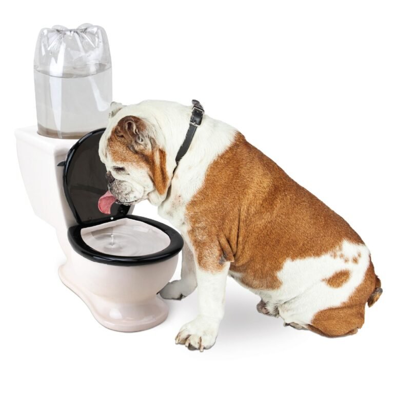 Bulldog drinking water from a toilet-shaped dog water bowl