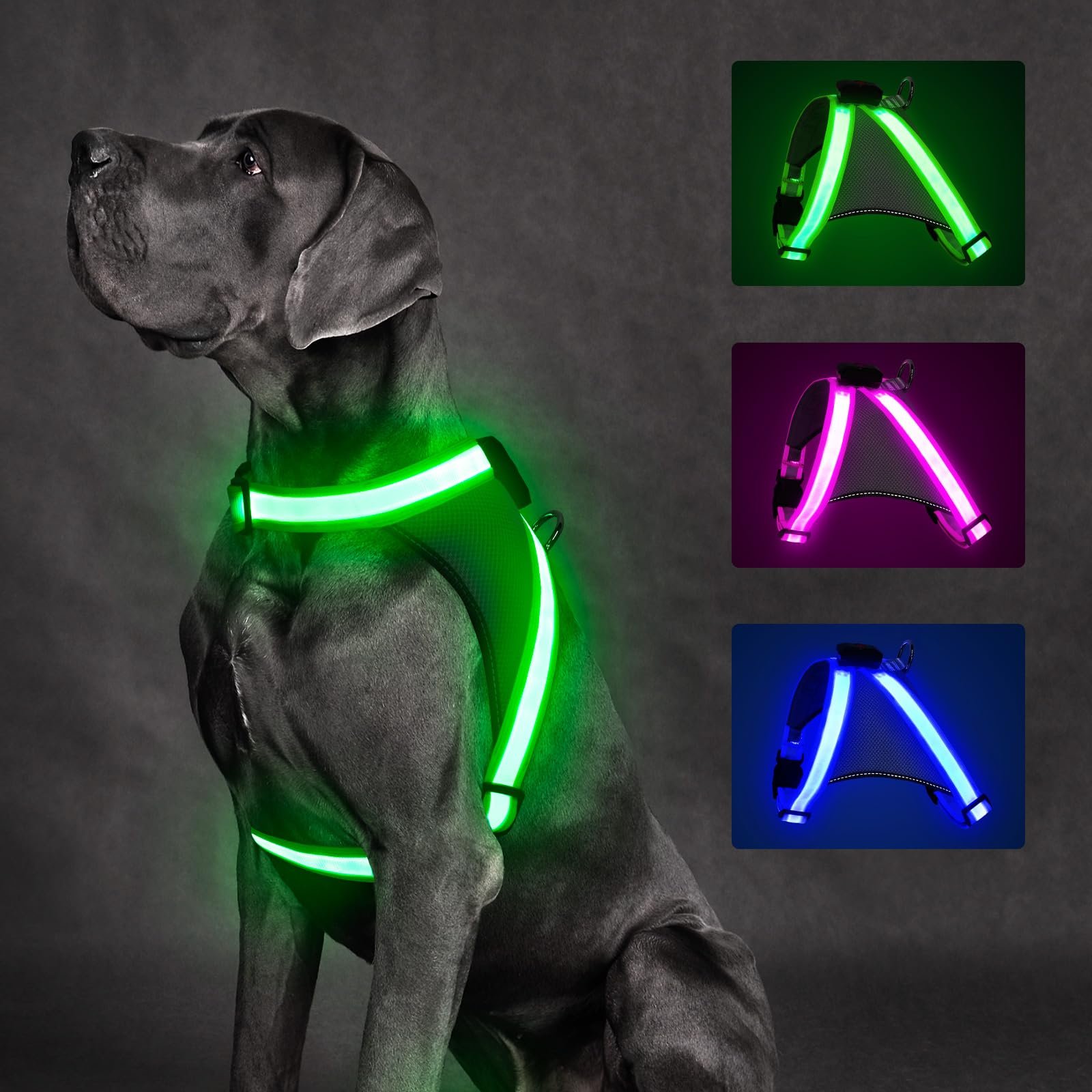 Great Dane dog wearing a glowing green harness, with examples in other colors