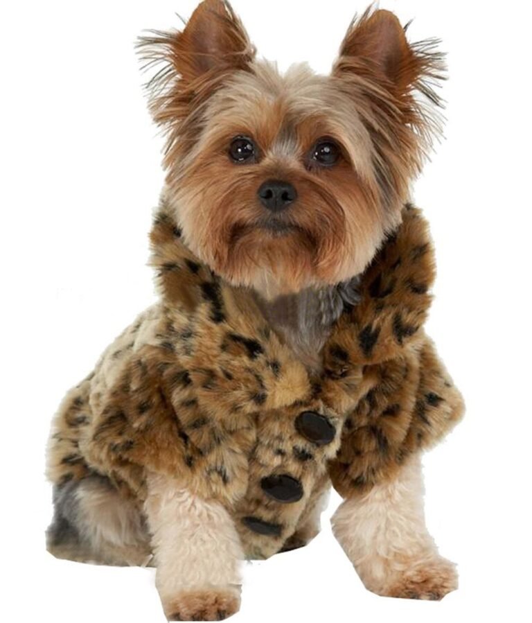 Yorkshire Terrier dog wearing a leopard print coat, sitting and looking forward
