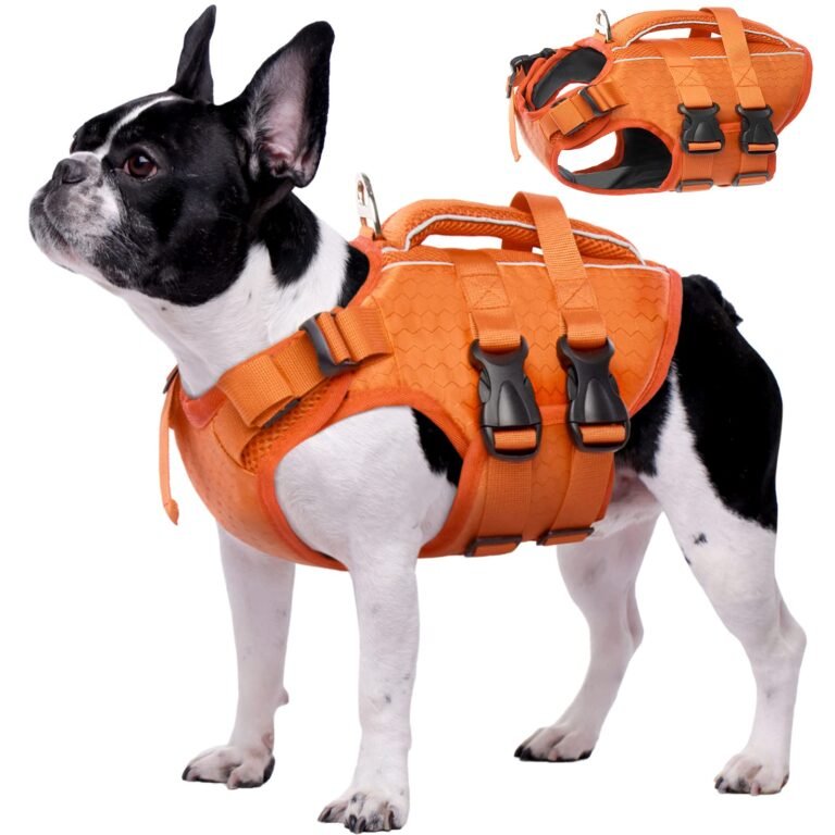 Black and white dog wearing an orange life vest, with a separate vest image