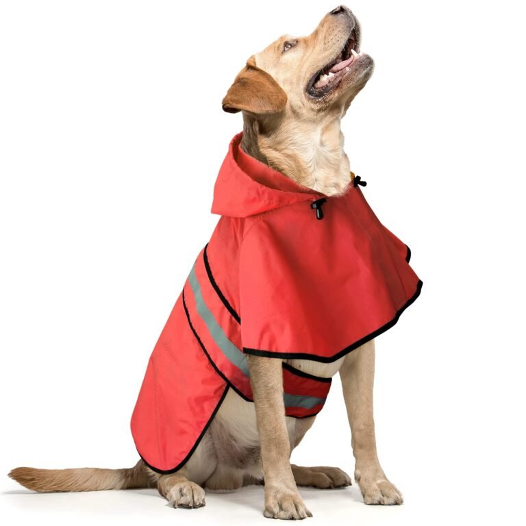 Yellow lab wearing a red raincoat with reflective stripes, looking up