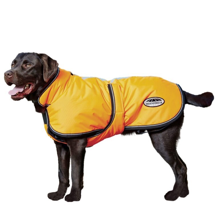 Chocolate Labrador wearing a bright yellow Weatherbeeta dog coat