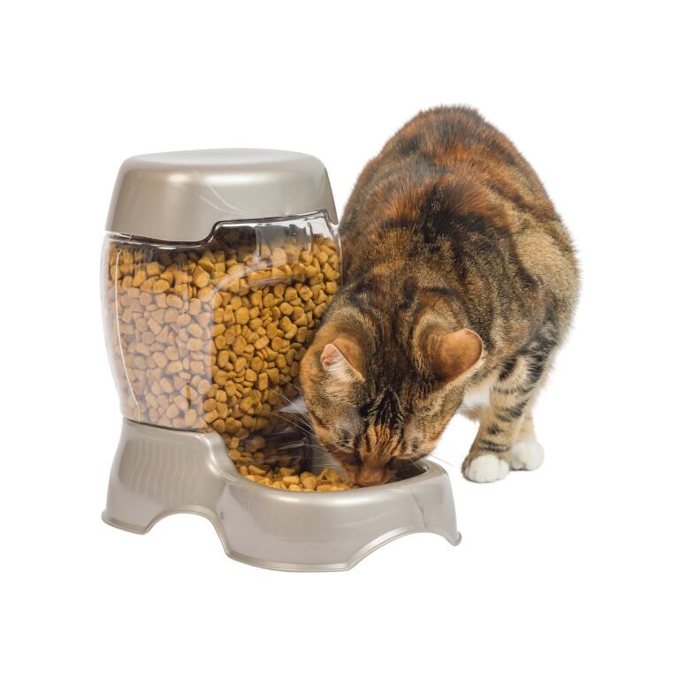 Cat eating from automatic feeder filled with dry cat food